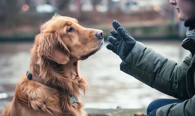 Hundekommandos weltweit - Sprachen für Hunde
