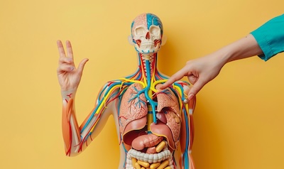 russische Vokabeln Koerper Mensch Woerter lernen